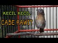 SUARA CUCAK JENGGOT MINI EFEKTIF BUAT MENGANCAM LAWAN