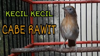 Download lagu SUARA CUCAK JENGGOT MINI EFEKTIF BUAT MENGANCAM LAWAN mp3 Download lagu SUARA CUCAK JENGGOT MINI EFEKTIF BUAT MENGANCAM LAWAN mp3