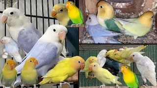 Rare Lovebirds Mutation Breeding Setup: Aqua, Dun, Fallow, Pale Fallow, Albino, Creamino