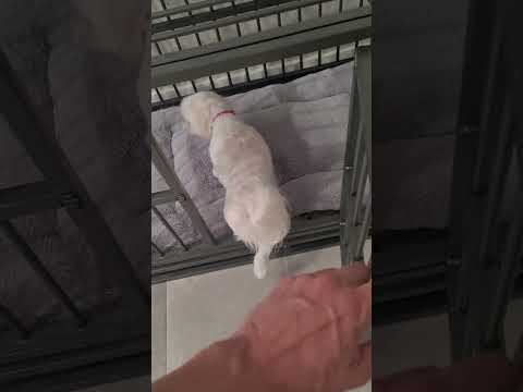 Heavy Duty Dog Crate for Inspire