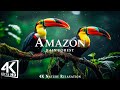 Wildlife of Amazon 4K - Animals That Call The Jungle Home | Amazon Rainforest | Relaxation Film