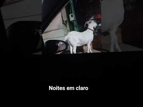 Acontece em Piracanjuba Goiás