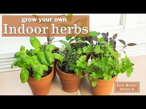 Sow Right Seeds | Grow an Indoor Herb Garden 🌿