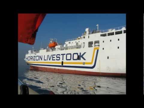 RoRo to Livestock Carrier Conversion