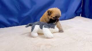 ハーフ犬の動画01