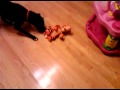 Tigger N Tyson