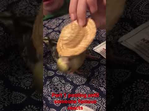 #birds #funny #pets #animals #comedy #memes #hashtag #viral