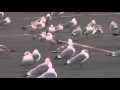 Seagulls In HD