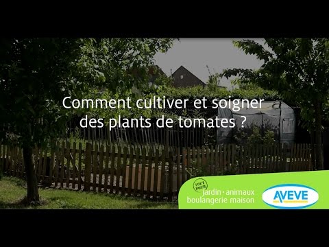 , title : 'Comment cultiver et soigner des plants de tomates?'