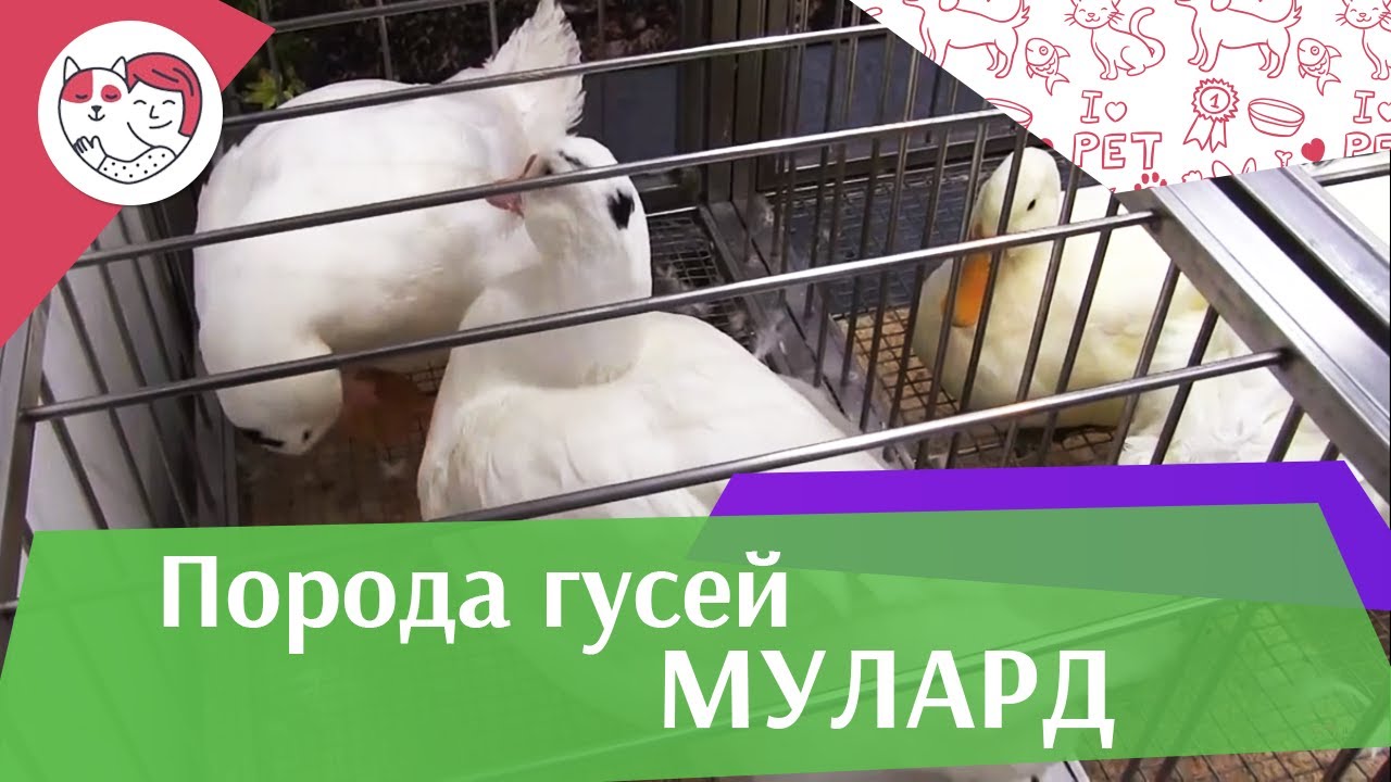 Порода гусей МУЛАРД Агропромышленная выставка Золотая осень 2016 iLikePet