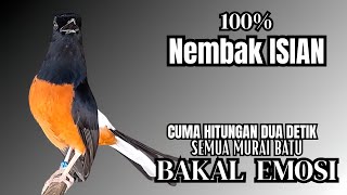Download lagu PANCINGAN Murai Batu FIGHTER NEMBAK ISIAN KASAR !! Murai batu bengong dengar ini langsung NYAUT mp3
