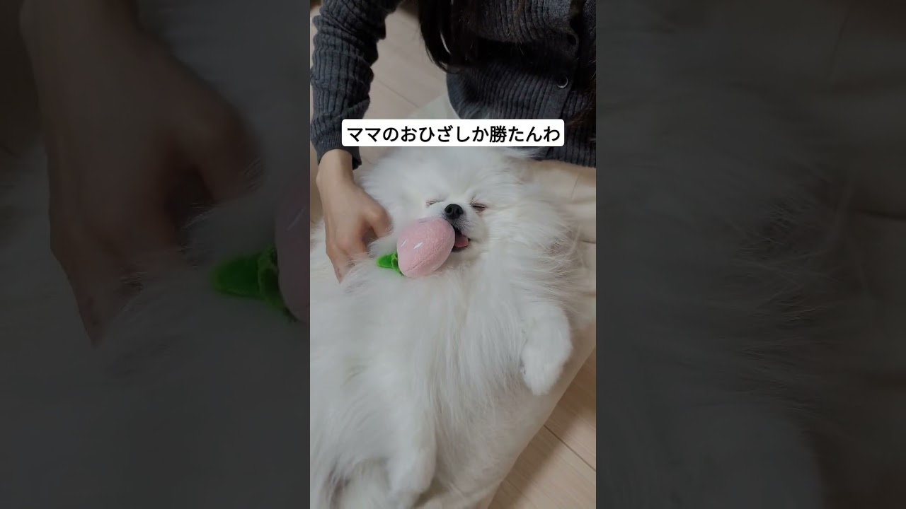 極上リラックスいっぬ #ポメラニアン #子犬 #わんちゃん #あかちゃん #犬のいる暮らし #ポメラニアンのいる暮らし #ポメラニアンの日常 #白ポメラニアン #白ポメ #犬好きな人と繋がりたい