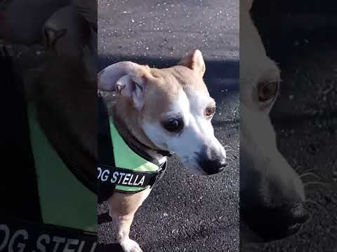 La mitica dog stella