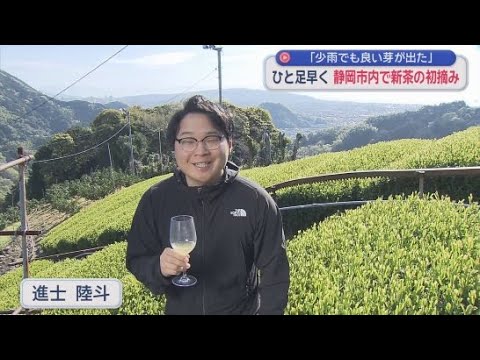 YouTube Video 本格的な新茶シーズンを前に静岡市で新茶の初摘みが始まる　近藤早生と呼ばれる生育が早い貴重な品種