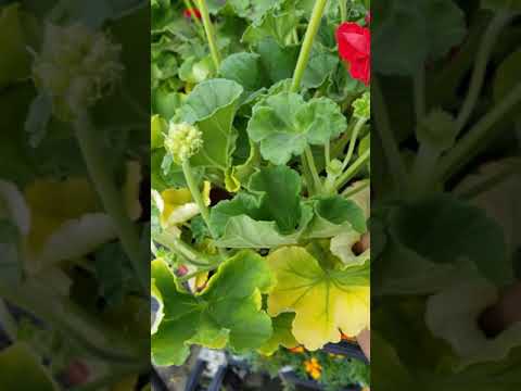 ゼラニウムの水やり：開花を促すために水に何を加えることができますか？  庭園