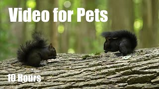 Cat TV for Pets and People to Watch 🐱 - 10 Hours of Beautiful Animals in the Forest - Oct 06, 2025