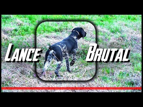 CAZA de CODORNIZ con PERRO en Perdidos