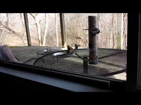 A gathering at the bird feeder