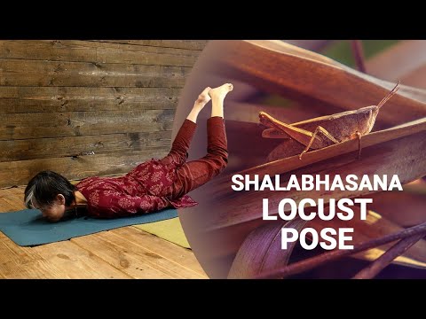 SHALABHASANA | The Locust Posture