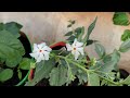 Maadi Thottam Pavazha Malli First Blooms Terracegarden Maadithottam