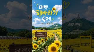 태백 해바라기 축제 홍보송「노란 꿈이 피는 구와우」