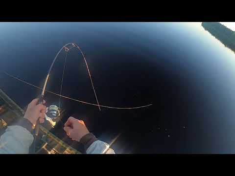 ahventa ennen kukonlaulua