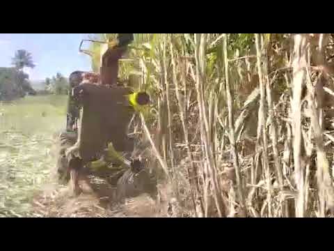 C5 sugarcane leaf cutter, for agriculture
