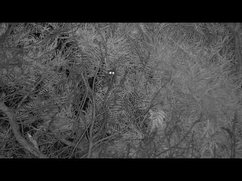 Djuma: Pearl-spotted Owlet in bush above Impala lamb behind the log - 21:40 - 12/06/19