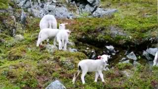 preview picture of video '[HD] 28 Reindeer and goat in NORWAY (トナカイとヤギ in ノルウェー ハムニングベル)'