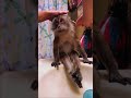 Love It When Animals Make Themselves Comfortable Most Ridiculous Comedy Central Africa Comedy