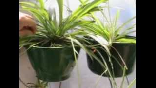 preview picture of video 'The Amazing (air purifying) Spider Plant'