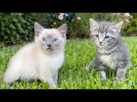 Letting My Kittens Free Outside For the First Time!