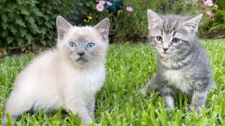 Letting My Kittens Free Outside For the First Time!