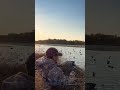 Canada Goose Slaughter