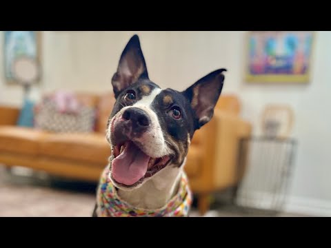 Dog for adoption - Sadie Sweetest Calmest Family Dog, a Pit Bull Terrier &amp; Australian Cattle Dog ...