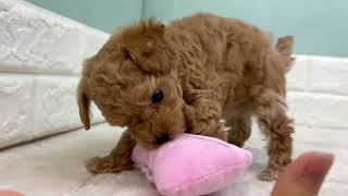 タイニープードルの動画01