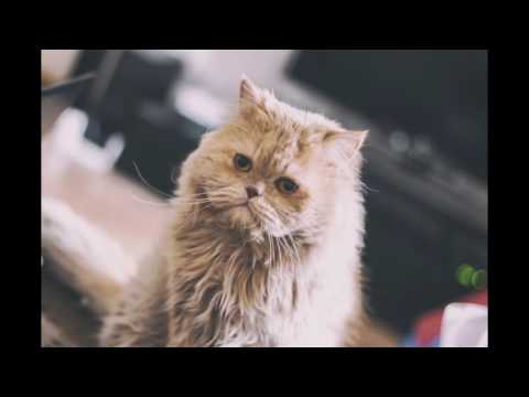 Collection of the most most beautiful cats in the world - (3)