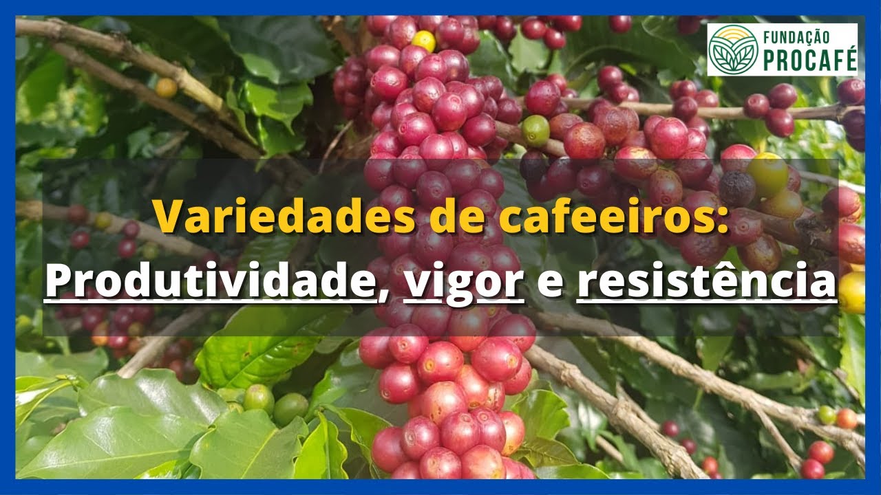 Podcast #92 - Variedades de cafeeiros: produtividade, vigor e resistência