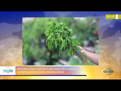 Mastruz atua contra a má digestão e fortalece sistema imunológico 17 03 2021