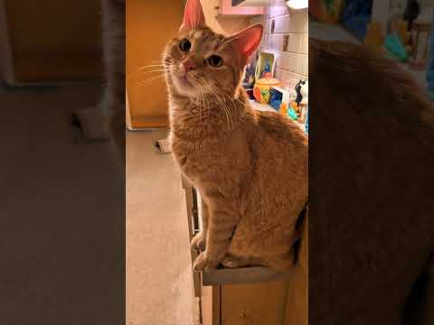 Freddy's cuteness😺🧡