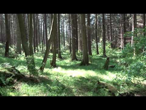 bios philia "Die liebe zum Leben" Die Ruhe im Wald