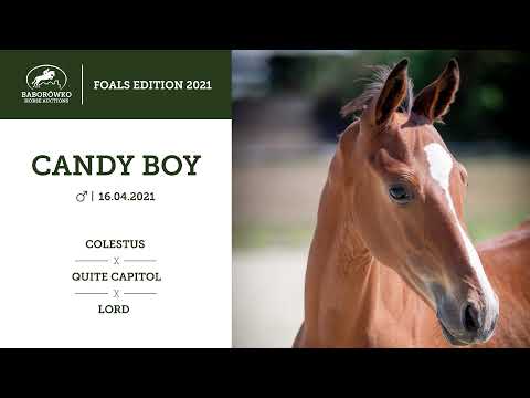 BHA Foals Edition 2021: Candy Boy (Colestus x Quite Capitol)