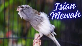 Download lagu SUARA KENARI GACOR ISIAN MEWAH EXOTIC - MASTERAN KENARI ISIAN BLACKTHROAT GACOR MUDAH DIITIRU mp3