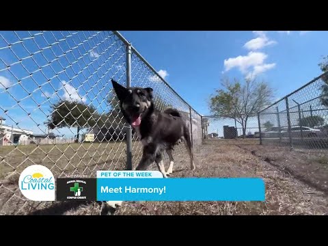 Meet Harmony! Pet of the Week - Sponsored by Animal Medical Corpus Christi - YouTube