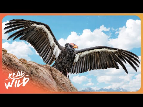 The Incredible Comeback of The California Condor