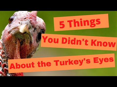 1st YouTube video about are turkeys colorblind