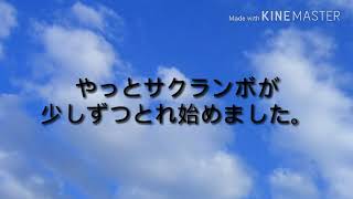自宅でサクランボ狩りpart 2