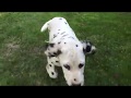 Dalmatian puppy for sale