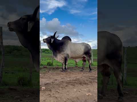 TOURAÇO ZEBU GUZERÁ LF NA PARAÍBA #shorts