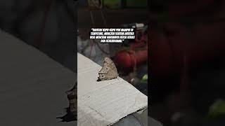 Download lagu Kupu-Kupu Datang ke Tempat Usaha, Pertanda Apa Ya? #parkukuhitam #shorts #shortvideo #fyp #short mp3 Download lagu Kupu-Kupu Datang ke Tempat Usaha, Pertanda Apa Ya? #parkukuhitam #shorts #shortvideo #fyp #short mp3